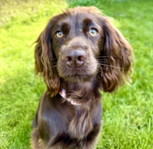 Chocolate Working Cocker Spaniel sitting on the grass and looking into the camera