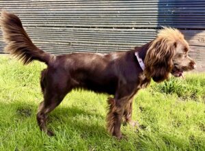 Right side profile of Chocolate Working Cocker Spaniel 