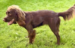 Chocolate Working Cocker Spaniel standing side on in grass