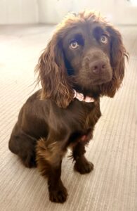 Chocolate Working Cocker Spaniel sitting on carpet 