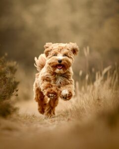 Apricot Maltipoo running through the long grass