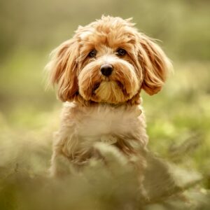Apricot Maltipoo sitting in the grass with fluffy ears