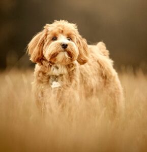 Apricot Maltipoo standing in long grass looking into the distance