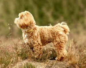 Apricot Maltipoo side profile (left)