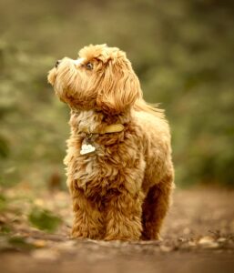 Apricot Maltipoo standing in the forest and looking up