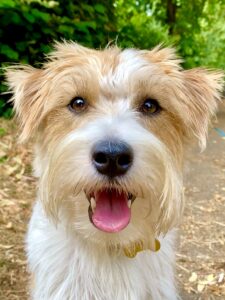 Close up headshot of Tan and White Jack Russell Terrier 