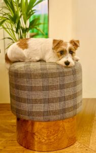 Tan and White Jack Russell Terrier sitting on top of a small foot rest