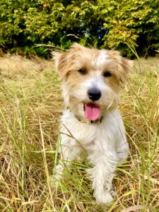 Tan and White Jack Russell Terrier sitting in long grass and sticking his tongue out