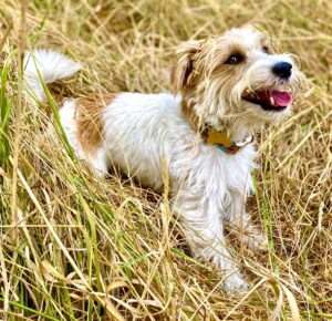 Tan and White Jack Russell Terrier laying in long grass