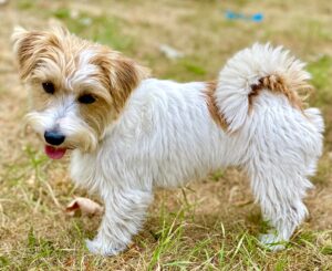 Top view of Tan and White Jack Russell Terrier 