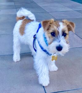Tan and White Jack Russell Terrier wearing a blue harness