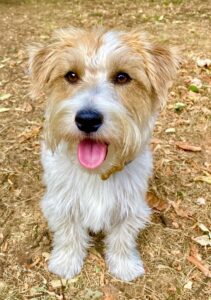 Tan and White Jack Russell Terrier close up photograph with his tongue out