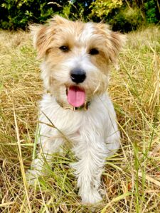 Tan and White Jack Russell Terrier sitting in long grass and looking at the camera