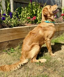 Working Golden Retriever sitting side profile and looking up