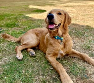 Working Golden Retriever laying on the grass looking happy