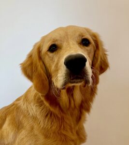 Close up headshot of Working Golden Retriever