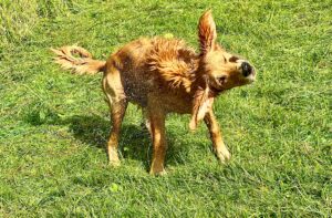 Working Golden Retriever shaking the water from his body