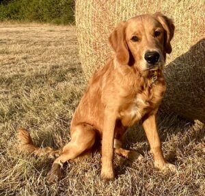 Working Golden Retriever sitting by a hay bail