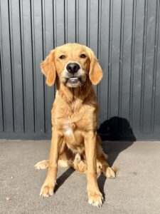 Working Golden Retriever smiling for his photograph