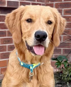 Close up photo of Working Golden Retriever with its tongue out