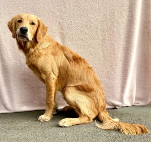 Working Golden Retriever sitting in front of sheet and looking at camera