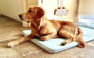 Working Golden Retriever sitting on his bed
