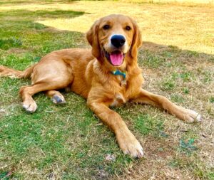 Working Golden Retriever laying on the gradd with green collar on