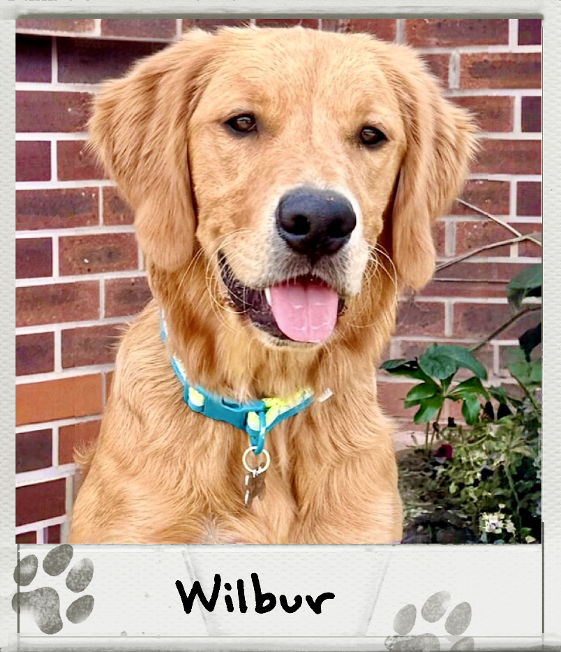 Wilbur the Golden Retriever Polaroid