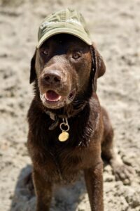 Chocolate Labrador sitting on the beach with a khaki hat on