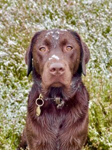 Chocolate Labrador sitting with snow on his head