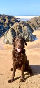 Chocolate Labrador at the beach with rocks in the background