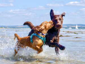 Chocolate Labrador playing in the sea with his friends