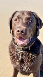 Chocolate Labrador at the beach