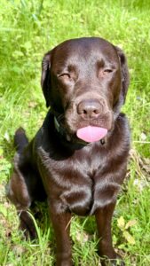 Chocolate Labrador sitting on the grass with his tongue out 
