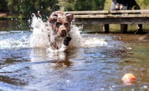Chocolate Labrador jumping through the water