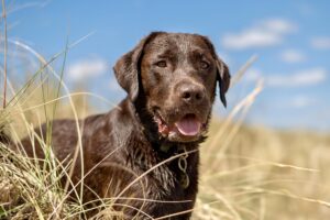 Chocolate Labrador in long grass with blue skies