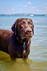 Chocolate Labrador standing in the sea and looking into the distance