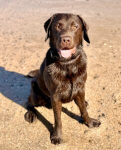 Chocolate Labrador sitting on the beach looking happy
