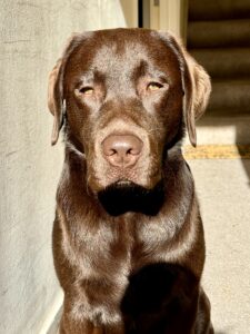 Chocolate Labrador sitting in the sun with a shiny coat